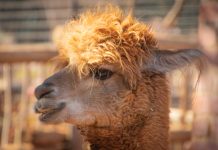 Alpakarnia pod miastem