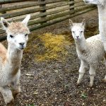 Folwark Kamyk zaprasza