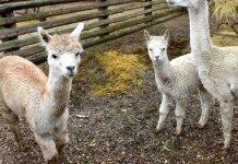 Folwark Kamyk zaprasza