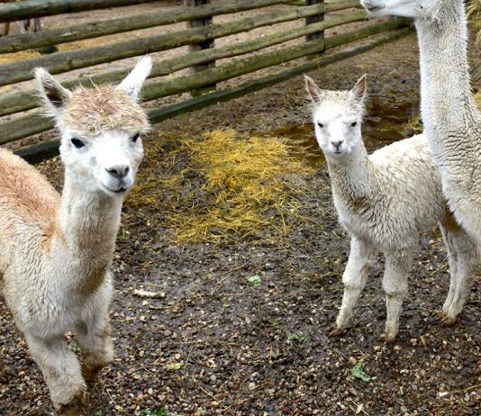 Folwark Kamyk zaprasza